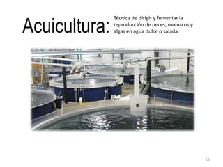 Acuicultura:
Técnica de dirigir y fomentar la
reproducción de peces, moluscos y
algas en agua dulce o salada.
12
 