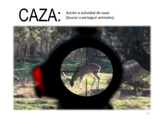 CAZA: Acción o actividad de cazar
(buscar o perseguir animales).
13
 