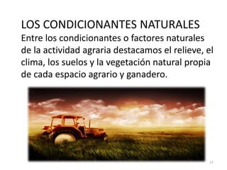 LOS CONDICIONANTES NATURALES
Entre los condicionantes o factores naturales
de la actividad agraria destacamos el relieve, el
clima, los suelos y la vegetación natural propia
de cada espacio agrario y ganadero.
17
 