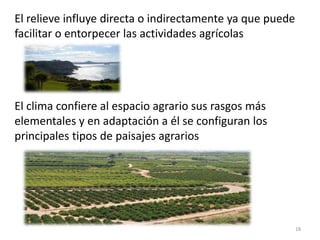El relieve influye directa o indirectamente ya que puede
facilitar o entorpecer las actividades agrícolas
El clima confiere al espacio agrario sus rasgos más
elementales y en adaptación a él se configuran los
principales tipos de paisajes agrarios
18
 