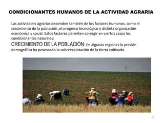 CONDICIONANTES HUMANOS DE LA ACTIVIDAD AGRARIA
Las actividades agrarias dependen también de los factores humanos, como el
crecimiento de la población ,el progreso tecnológico y distinta organización
económica y social. Estos factores permiten corregir en ciertos casos los
condicionantes naturales:
CRECIMIENTO DE LA POBLACIÓN: En algunas regiones la presión
demográfica ha provocado la sobreexplotación de la tierra cultivada.
21
 