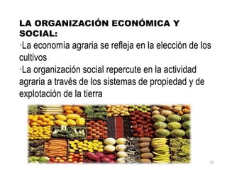 LA ORGANIZACIÓN ECONÓMICA Y
SOCIAL:
·La economía agraria se refleja en la elección de los
cultivos
·La organización social repercute en la actividad
agraria a través de los sistemas de propiedad y de
explotación de la tierra
23
 