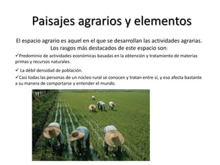 Paisajes agrarios y elementos
El espacio agrario es aquel en el que se desarrollan las actividades agrarias.
Los rasgos más destacados de este espacio son:
Predominio de actividades económicas basadas en la obtención y tratamiento de materias
primas y recursos naturales.
 La débil densidad de población.
Casi todas las personas de un núcleo rural se conocen y tratan entre sí, y eso afecta bastante
a su manera de comportarse y entender el mundo.
 