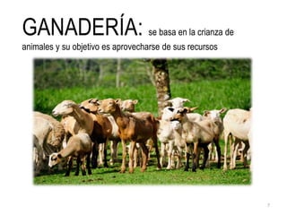 GANADERÍA: se basa en la crianza de
animales y su objetivo es aprovecharse de sus recursos
7
 