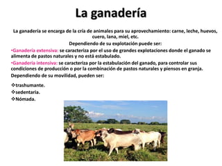 La ganadería
La ganadería se encarga de la cría de animales para su aprovechamiento: carne, leche, huevos,
cuero, lana, miel, etc.
Dependiendo de su explotación puede ser:
•Ganadería extensiva: se caracteriza por el uso de grandes explotaciones donde el ganado se
alimenta de pastos naturales y no está estabulado.
•Ganadería intensiva: se caracteriza por la estabulación del ganado, para controlar sus
condiciones de producción o por la combinación de pastos naturales y piensos en granja.
Dependiendo de su movilidad, pueden ser:
trashumante.
sedentaria.
Nómada.
 