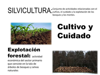 SILVICULTURA:
Cultivo y
Cuidado
Explotación
forestal: actividad
económica del sector primario
que consiste en la tala de
árboles de bosques y selvas
naturales
Conjunto de actividades relacionadas con el
cultivo, el cuidado y la explotación de los
bosques y los montes.
9
 