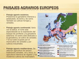 PAISAJES AGRARIOS EUROPEOS
 Paisaje agrario oceánico.
Predomina la ganadería intensiva y
estabulada, de leche y de carne.
También se cultivan forrajes y
cereales.
 Paisaje agrario continental. Varía
con la latitud, el norte está
especializado en la explotación del
bosque de coníferas y la ganadería
extensiva. El centro está dedicado a
la ganadería y al cultivo de cereales.
Y el sur está ocupado por el
monocultivo de cereales y por
cultivos industriales.
 Paisaje agrario mediterráneo. Se
alternan agricultura de secano
tradicional (cereales, vid y olivo), la
agricultura intensiva de regadío y los
modernos cultivos de invernadero.
 
