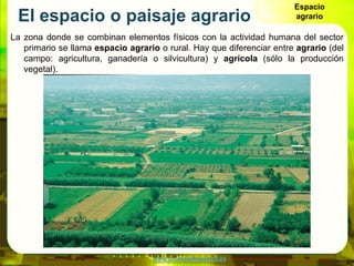 Espacio
 El espacio o paisaje agrario                                          agrario

La zona donde se combinan elemento...
