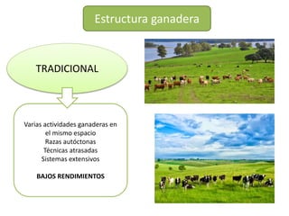 TRADICIONAL
Varias actividades ganaderas en
el mismo espacio
Razas autóctonas
Técnicas atrasadas
Sistemas extensivos
BAJOS RENDIMIENTOS
Estructura ganadera
 