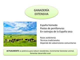 GANADERÍA
EXTENSIVA
España húmeda
Pastos de penillanuras
En rastrojos de la España seca
Razas autóctonas
Técnicas tradicionales
Depende de subvenciones comunitarias
ACTUALMENTE se potencia para reducir excedentes, incrementar bienestar animal,
fomentar desarrollo rural
 
