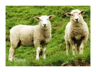 Ovino
 