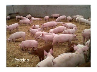 Porcino
 