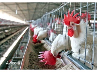 Avícola
 