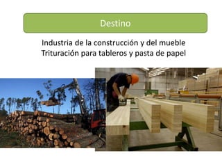 Destino
Industria de la construcción y del mueble
Trituración para tableros y pasta de papel
 
