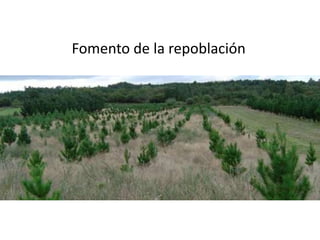 Fomento de la repoblación
 