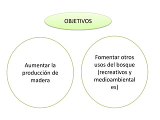 OBJETIVOS
Aumentar la
producción de
madera
Fomentar otros
usos del bosque
(recreativos y
medioambientales)
 