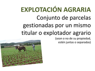 EXPLOTACIÓN AGRARIA
Conjunto de parcelas
gestionadas por un mismo
titular o explotador agrario
(sean o no de su propiedad,
estén juntas o separadas)
 