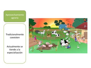 Aprovechamiento
agrario
Tradicionalmente
coexisten
Actualmente se
tiende a la
especialización
 