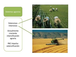 Sistemas agrarios
Extensivos
Intensivos
Actualmente
creciente
intensificación
agraria
PAC impulsa
extensificación
 
