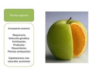 Técnicas agrarias
Incorporan avances
Maquinaria
Selección genética
Fertilizantes
Productos
fitosanitarios
Piensos compuestos
Explotaciones más
naturales aumentan
 