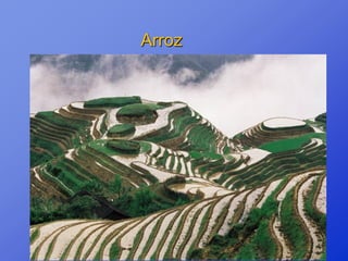 Arroz
 