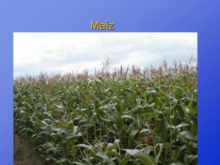 Maíz
 