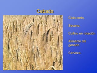 Cebada
         Ciclo corto.

         Secano.

         Cultivo en rotación

         Alimento del
         ganado.

         Cerveza.
 