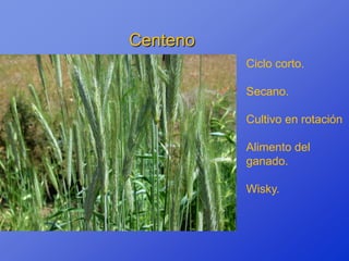 Centeno
          Ciclo corto.

          Secano.

          Cultivo en rotación

          Alimento del
          ganado.

          Wisky.
 