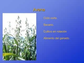 Avena
    Ciclo corto.

    Secano.

    Cultivo en rotación

    Alimento del ganado.
 