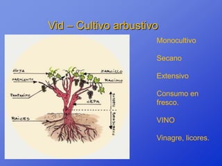 Vid – Cultivo arbustivo
                      Monocultivo

                      Secano

                      Extensivo

                      Consumo en
                      fresco.

                      VINO

                      Vinagre, licores.
 
