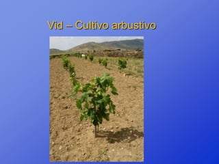 Vid – Cultivo arbustivo
 