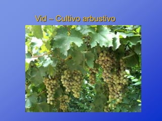 Vid – Cultivo arbustivo
 