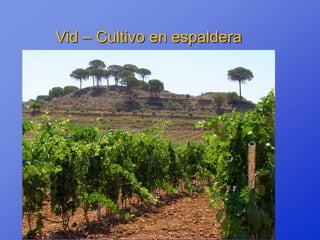 Vid – Cultivo en espaldera
 