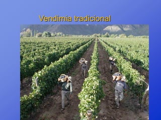 Vendimia tradicional
 