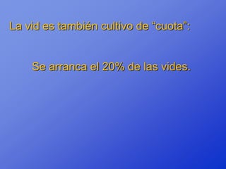 La vid es también cultivo de “cuota”:


    Se arranca el 20% de las vides.
 
