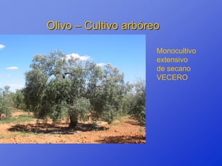 Olivo – Cultivo arbóreo

                      Monocultivo
                      extensivo
                      de secano
                      VECERO
 