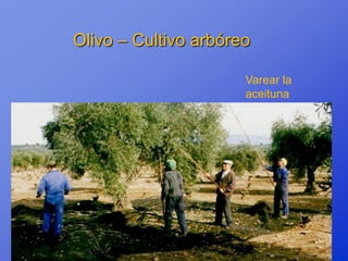 Olivo – Cultivo arbóreo

                      Varear la
                      aceituna
 