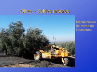 Olivo – Cultivo arbóreo

                          Mecanización
                          del vareo de
                          la aceituna
 