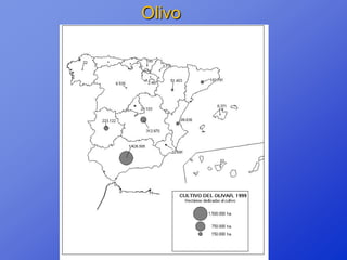 Olivo
 