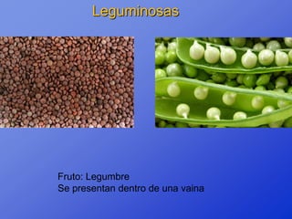 Leguminosas




Fruto: Legumbre
Se presentan dentro de una vaina
 