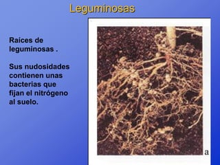 Leguminosas

Raíces de
leguminosas .

Sus nudosidades
contienen unas
bacterias que
fijan el nitrógeno
al suelo.
 
