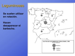Leguminosas

Se suelen utilizar
en rotación.

Hacen
desaparecer el
barbecho.
 