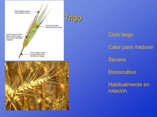 Trigo

        Ciclo largo

        Calor para madurar

        Secano

        Monocultivo

        Habitualmente en
        rotación.
 
