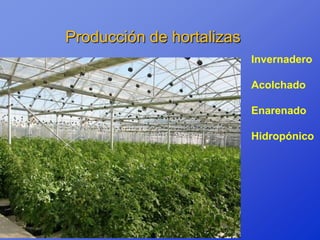 Producción de hortalizas
                           Invernadero

                           Acolchado

                           Enarenado

                           Hidropónico
 