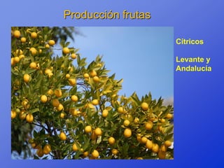 Producción frutas

                    Cítricos

                    Levante y
                    Andalucía
 
