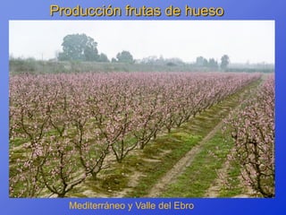 Producción frutas de hueso




  Mediterráneo y Valle del Ebro
 
