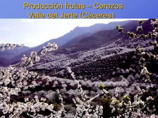 Producción frutas – Cerezos
 Valle del Jerte (Cáceres)
 