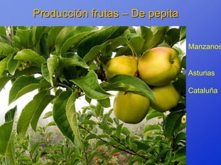 Producción frutas – De pepita

                                Manzanos


                                Asturias

                                Cataluña
 