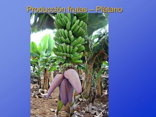 Producción frutas – Plátano
 