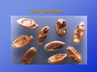 Trigo (heladas)
 